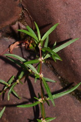 Alternanthera denticulata