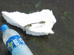 Anax parthenope julius