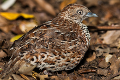 Common Buttonquail photo 2