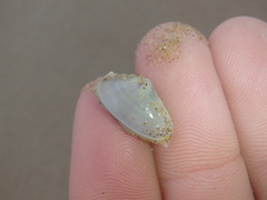 Latona deltoides