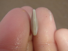 Latona deltoides