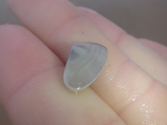 Latona deltoides