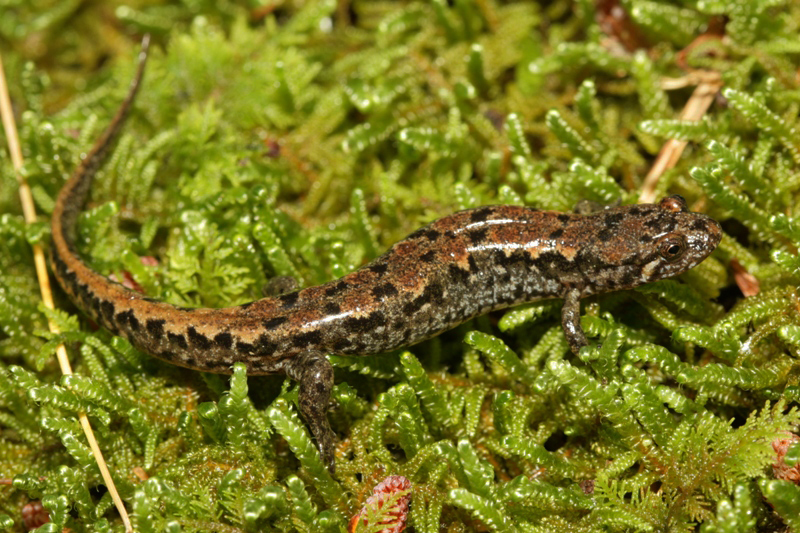 Ocoee Salamander