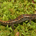 Ocoee Salamander - Photo (c) Diana-Terry Hibbitts, some rights reserved (CC BY-NC), uploaded by Diana-Terry Hibbitts
