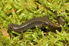 Desmognathus ocoee