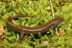 Desmognathus ocoee