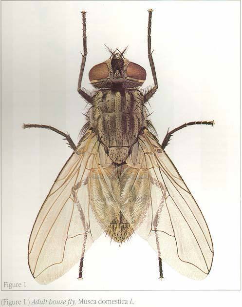 House Fly (NPS National Capital Region True Flies) · iNaturalist