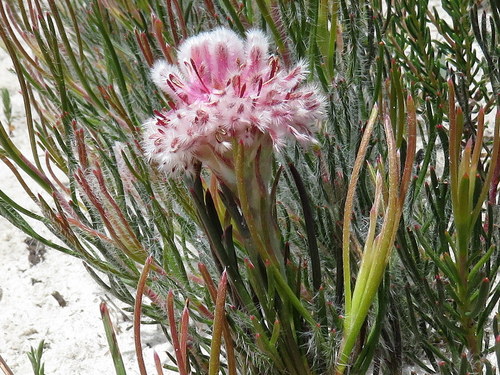 Serruria linearis Knight