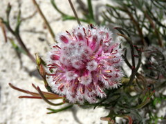 Serruria linearis