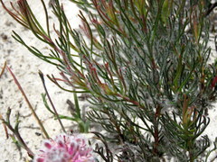 Serruria linearis
