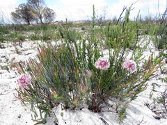 Serruria linearis
