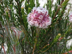 Serruria linearis