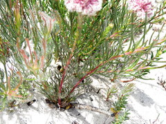 Serruria linearis
