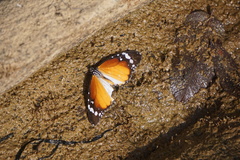 Danaus chrysippus alcippus