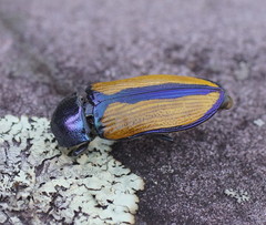 Temognatha suturalis