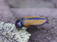 Temognatha suturalis