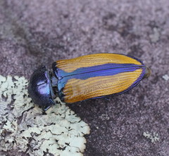 Temognatha suturalis