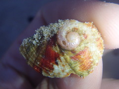 Haliotis coccoradiata