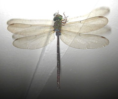 Gynacantha usambarica