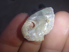 Haliotis coccoradiata