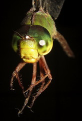Gynacantha usambarica