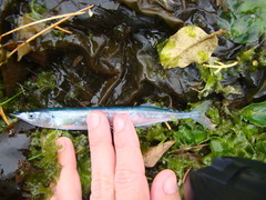 Hyporhamphus ihi