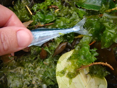 Hyporhamphus ihi