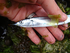 Hyporhamphus ihi