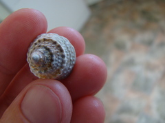 Coelotrochus viridis