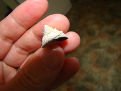Coelotrochus viridis