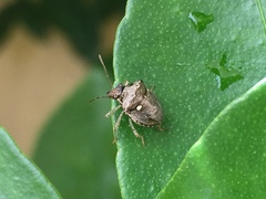 Eysarcoris guttigerus