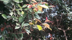 Syzygium formosanum