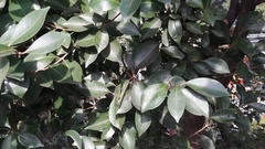 Syzygium formosanum
