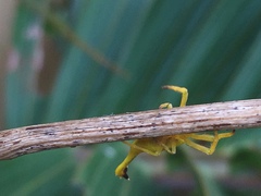 Arachnura