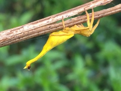 Arachnura