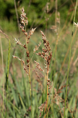 Anthoxanthum repens