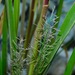 Coleataenia rigidula - Photo (c) Michael J. Papay, algunos derechos reservados (CC BY), subido por Michael J. Papay
