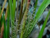 Redtop Panicgrass - Photo (c) Michael J. Papay, some rights reserved (CC BY), uploaded by Michael J. Papay