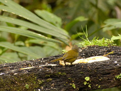 Chlorospingus semifuscus