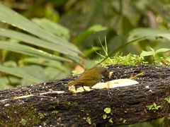 Chlorospingus semifuscus