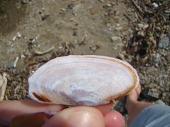 Gari lineolata