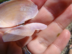 Gari lineolata