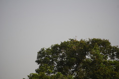 Lophoceros fasciatus