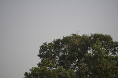 Lophoceros fasciatus