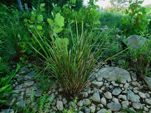 redtop panicgrass — photo 1