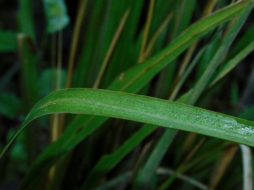 Image of Coleataenia rigidula by (c) Michael J. Papay, some rights reserved (CC BY)