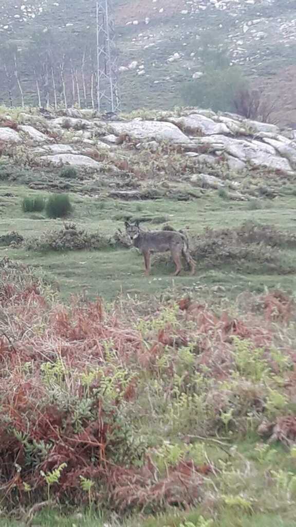 Iberian Wolf in July 2023 by vitormontalegre · iNaturalist