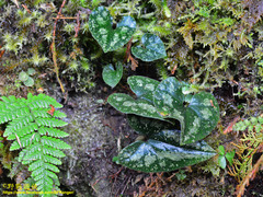 Asarum ampulliflorum