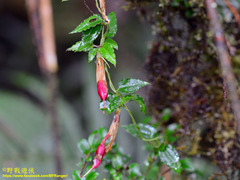 Tripterospermum lanceolatum