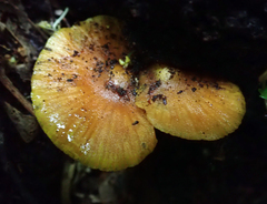 Heimiomyces velutipes